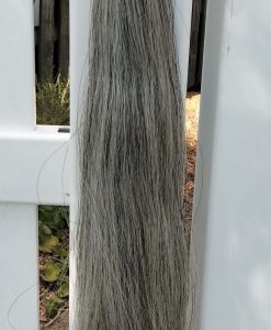 Mid grey blunt tail